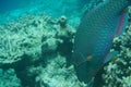 Heavybeak parrotfish Scarus gibbus Royalty Free Stock Photo